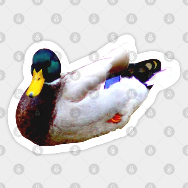 Duck! Sticker by Art of V. Cook